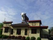 Kelly's cow in Boalsburg right after leaving State College