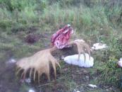 Close up of the head